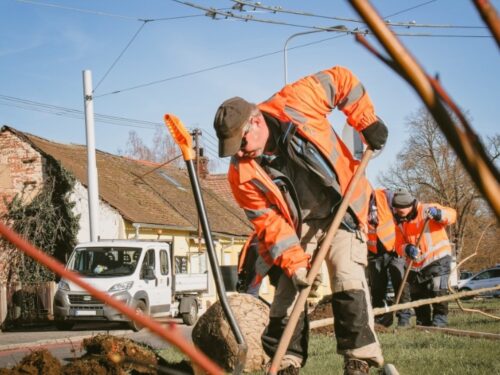 Začala podzimní výsadba. Do konce listopadu v Hradci přibude 500 nových stromů